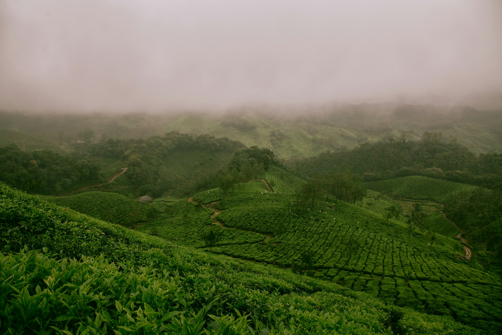 hills covered with green plants \]